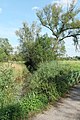 Français : La Belvitte en Meurthe-et-Moselle, juste en amont de son confluent dans la Mortagne (commune de Magnières).