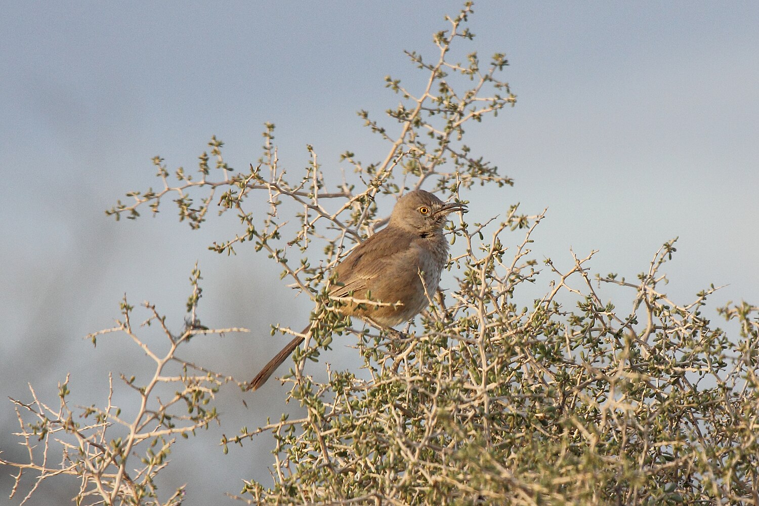 Bendire's thrasher - Wikiwand