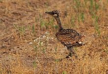 Bustard juvenile Bet.jpg