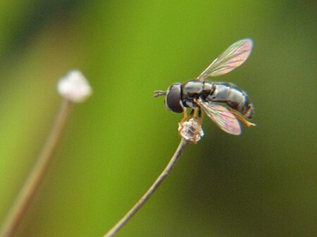 Afrosyrphus