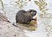 Biberratte - Nutria - coypu - Myocastor coypus - ragondin - castor des marais - Mönchbruch - December 25th 2012 - 01.jpg