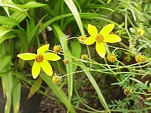 Bidens ferulifolia-ideas.jpg