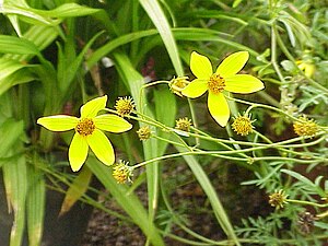 Bidens ferulifolia-flowers.jpg