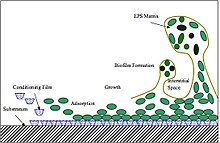 Biofouling initial process: (left) Coating of submerged "substratum" with polymers. (moving right) Bacterial attachment and extracellular polymeric substance (EPS) matrix formation. Biofilm Formation.jpg