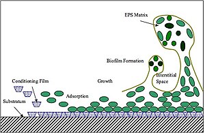 Biofouling