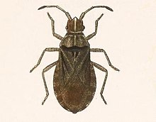 Центрально-американская биология - Scolopocerus uhleri.jpg