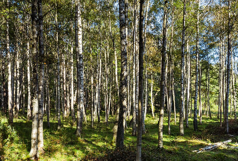 File:Birches in a pasture in Gullmarsskogen 3.jpg