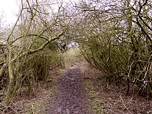 Muddy access track (Ripon Rowel walk) Bishop Monkton Ings 7 March 2020 (16).JPG