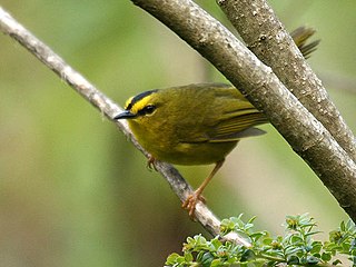 <span class="mw-page-title-main">Black-crested warbler</span> Species of bird