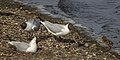 Black-headed gulls (Chroicocephalus ridibundus) with chicks.jpg