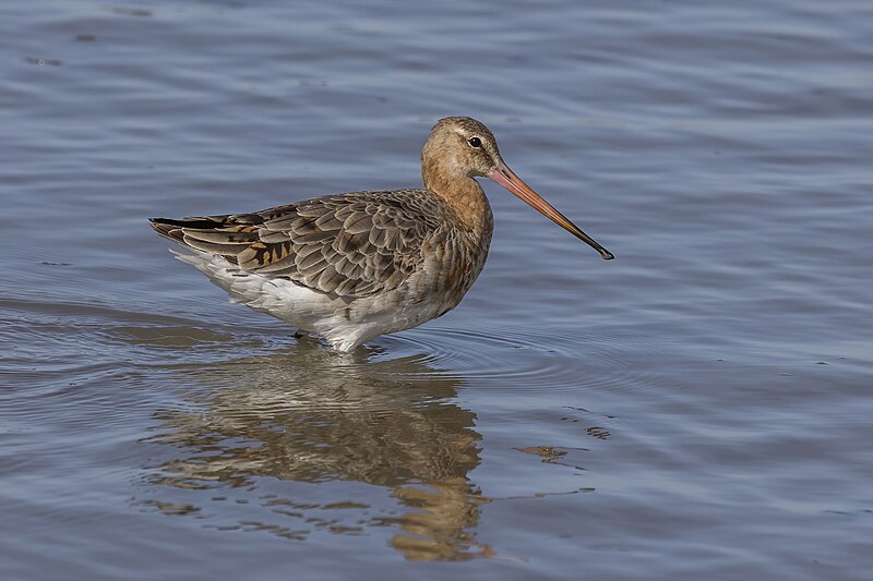 File:Black-tailed godwit (Limosa limosa) male breeding.jpg