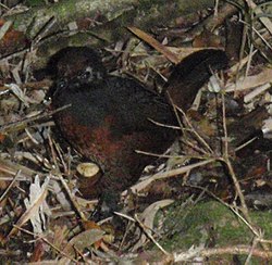 Black-throated Huet-huet.jpg