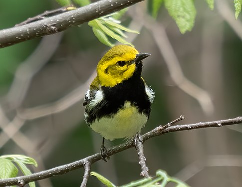 Black-throated green warbler in Prospect Park