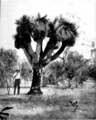 A 21-foot-high (6.4 m) specimen, c. 1920