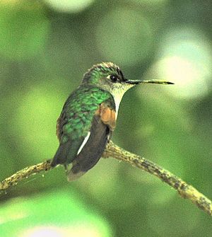 Blue-headed hummingbird ♀