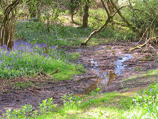 Bluebells and stream, Friars Grove, Colchester - geograph.org.uk - 5308726