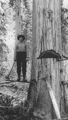 Logger falling a Western red cedar on the Upper Adams, c.1910 Bob Balmer Falling Upper Adams.jpg