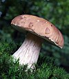 Boletus edulis in Tuchola Forest, Poland.