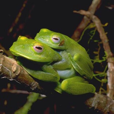 Boophis luteus