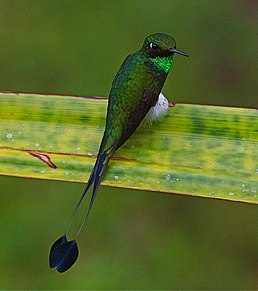 Самець віхтьохвостого колібрі-пухонога (долина Тандаяпи, північний захід Еквадору)
