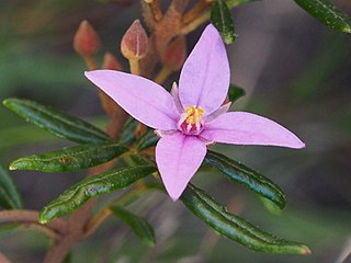 <i>Boronia angustisepala</i> plant endemic to New South Wales, Australia