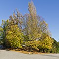 * Nomination Carpinus betulus in the Botanical Garden of Berlin --A.Savin 13:13, 27 October 2014 (UTC) * Promotion Good quality. --Jacek Halicki 14:15, 27 October 2014 (UTC)