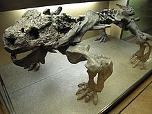 Bradysaurus im NHM Wien.JPG
