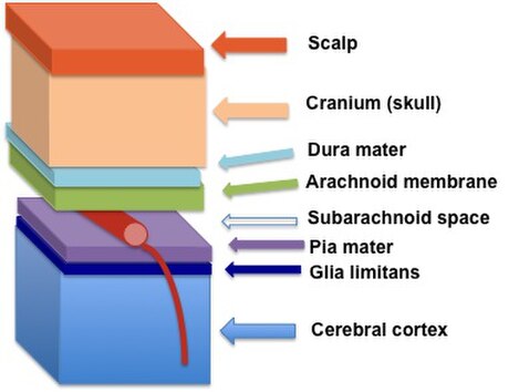 Glia limitans