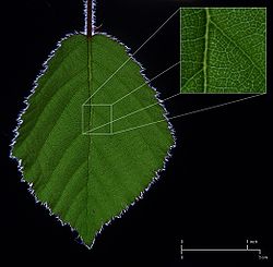 Detail of the vasculature of a bramble leaf BrambleLeaf CrossPolarisedLight Diagram.jpg