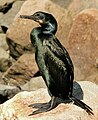 Deutsch: Kormorane English: Cormorants Phalacrocoracidae (cat.)