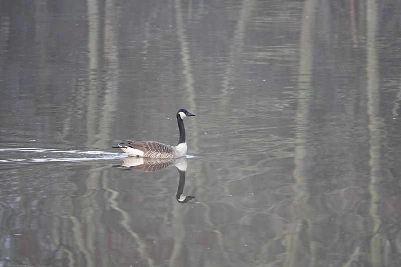 File:Branta canadensis 117644561.jpg