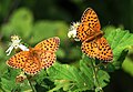 Brenthis daphne Marbled Fritillary Böğürtlen Brentisi