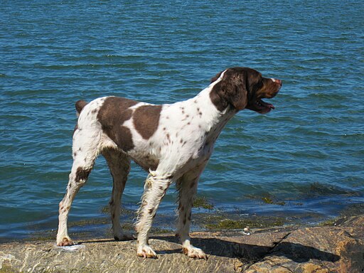 Brittany Spaniel Lincoln