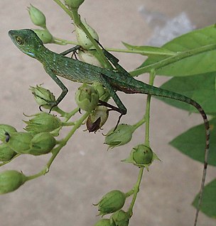 <i>Bronchocela burmana</i> Species of lizard