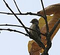 in Kawal Wildlife Sanctuary, India.