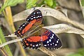 * Nomination Brown peacock (Anartia amathea) --Charlesjsharp 09:29, 12 October 2023 (UTC) * Promotion  Support Good quality. --Ermell 11:02, 12 October 2023 (UTC)