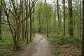 Čeština: Centrální část parku Zoniënwoud, Brusel, Belgie English: Central part of the Zoniënwoud Forest, Brussels, Belgium