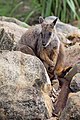 * Nomination Brush tailed rock wallaby (Petrogale penicillata) Ipswich, Queensland Australia --Jtu1 01:23, 17 November 2017 (UTC) * Promotion Good quality. PumpkinSky 02:41, 17 November 2017 (UTC)