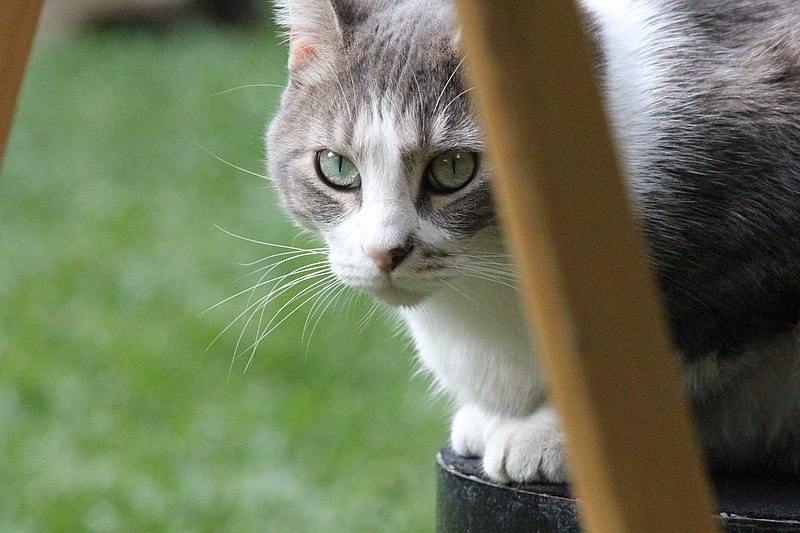 File:Bubba at Villa Ganz being intense (23110438773).jpg