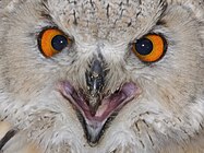 Bubo bubo sibiricus qtl1 crop.jpg