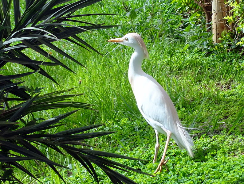 File:Bubulcus ibis ibis - non-breeding plumage - Niger.jpg