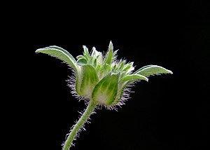 une inflorescence de boutons floraux poilus