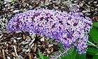 Buddleja davidii 'Kelebek Cenneti' panicle.jpg