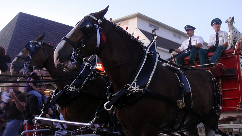 File:Budweiser clydesdales.jpg