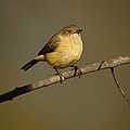 Buff-rumped Thornbill (Acanthiza reguloides reguloides), Castlereagh Nature Reserve, New South Wales, Australia