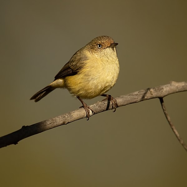 File:Buff-rumped Thornbill - Castlereagh Nature Reserve.jpg