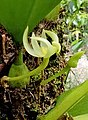 Bulbophyllum baileyi f. alba