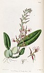 Bulbophyllum barbigerum - Edwards vol 23 pl 1942 (1837).jpg