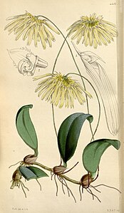 Bulbophyllum othonis (ca Cirrhopetalum nutans) - Curtis '75 (Ser. 3 nr. 5) pl. 4418 (1849) .jpg