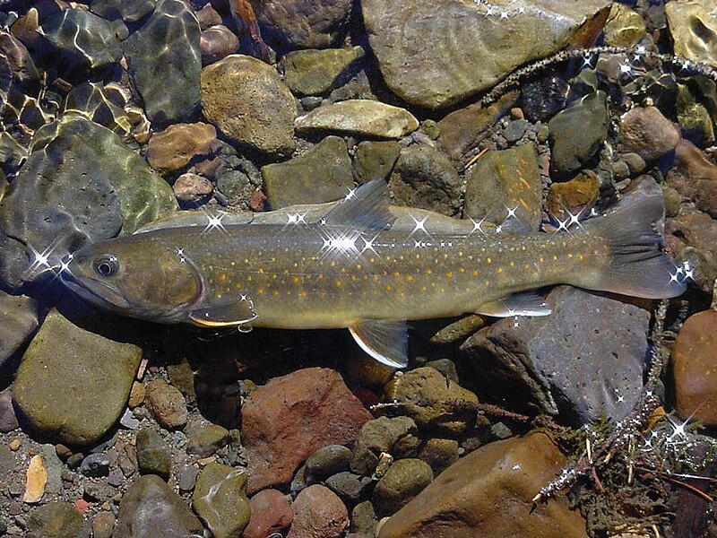 Cutthroats, Bull Trout  And Social Distance On Idaho's St. Joe - Trout  Unlimited